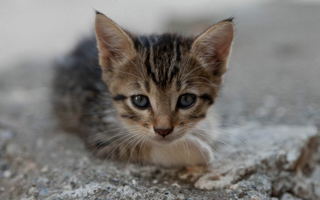 Adorable Kitten on Stone Bed: Innocence & Curiosity Wallpaper