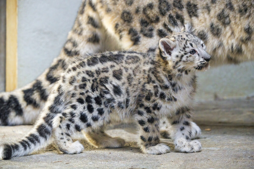 Adorable Kitten Resembles Snow Leopard Wallpaper - Playful & Fierce