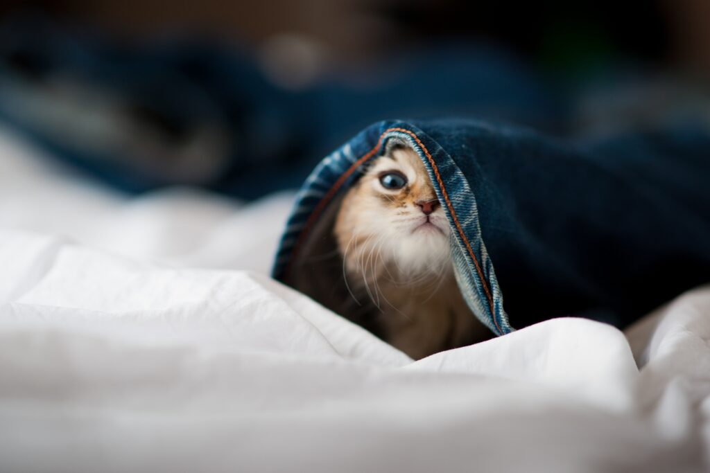Cute Kitten Peeking from Jeans - Adorable Fun Wallpaper Background