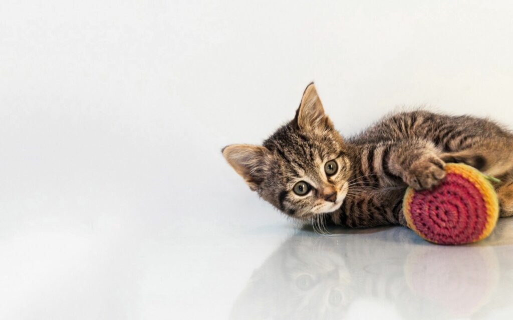 Cute Kitten Playing with Colorful Ball on Light Background Wallpaper
