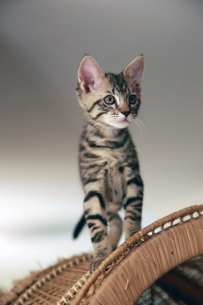 Adorable Kitten Wallpaper: Playful Charm on Wicker Surface