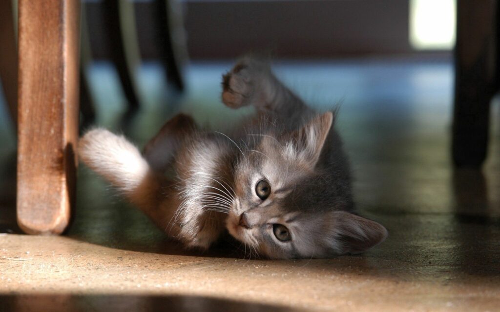 Adorable Kitten Playing on Floor in Soft Natural Light Background Wallpaper