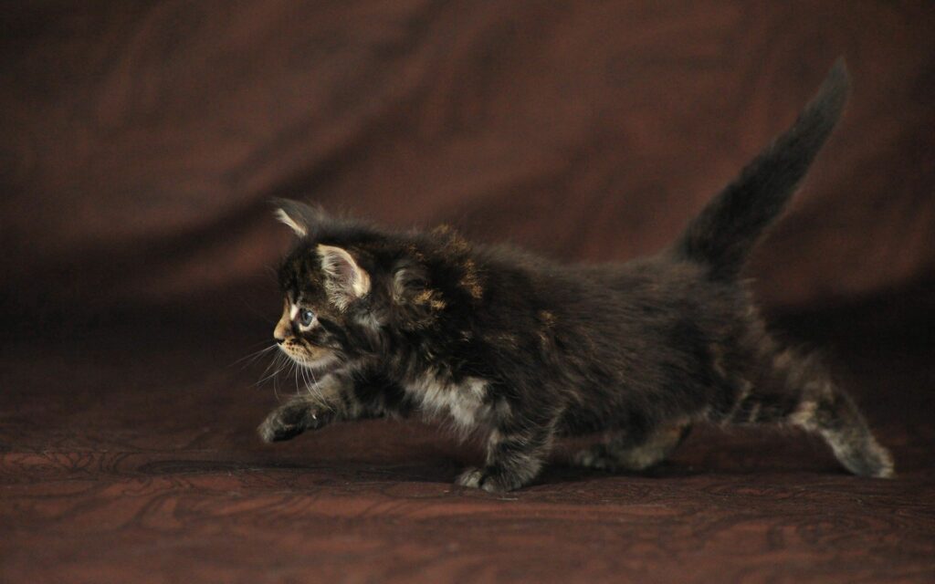Curious Kitten Explores Soft Brown Background: Adorable Charm Unveiled Wallpaper