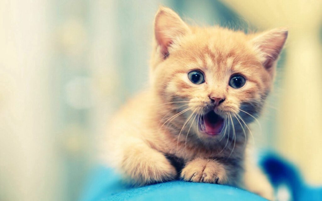 Adorable Kitten Close-Up: Playful Expression & Fluffy Fur Wallpaper
