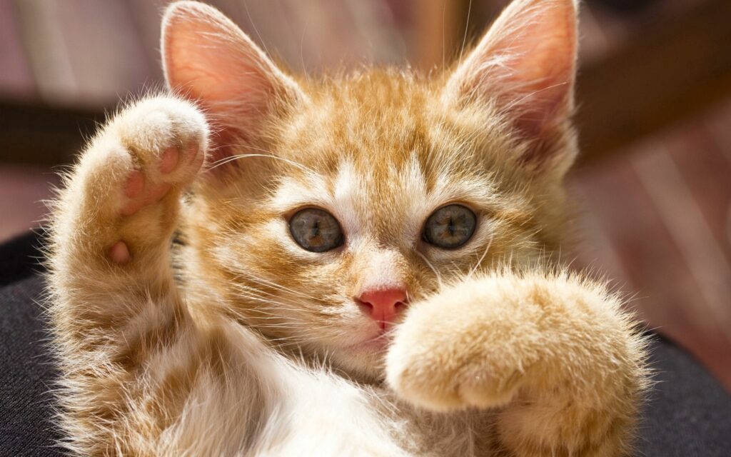 Adorable Kitten Wallpaper: Playful Eyes & Soft Paws for Your Screen