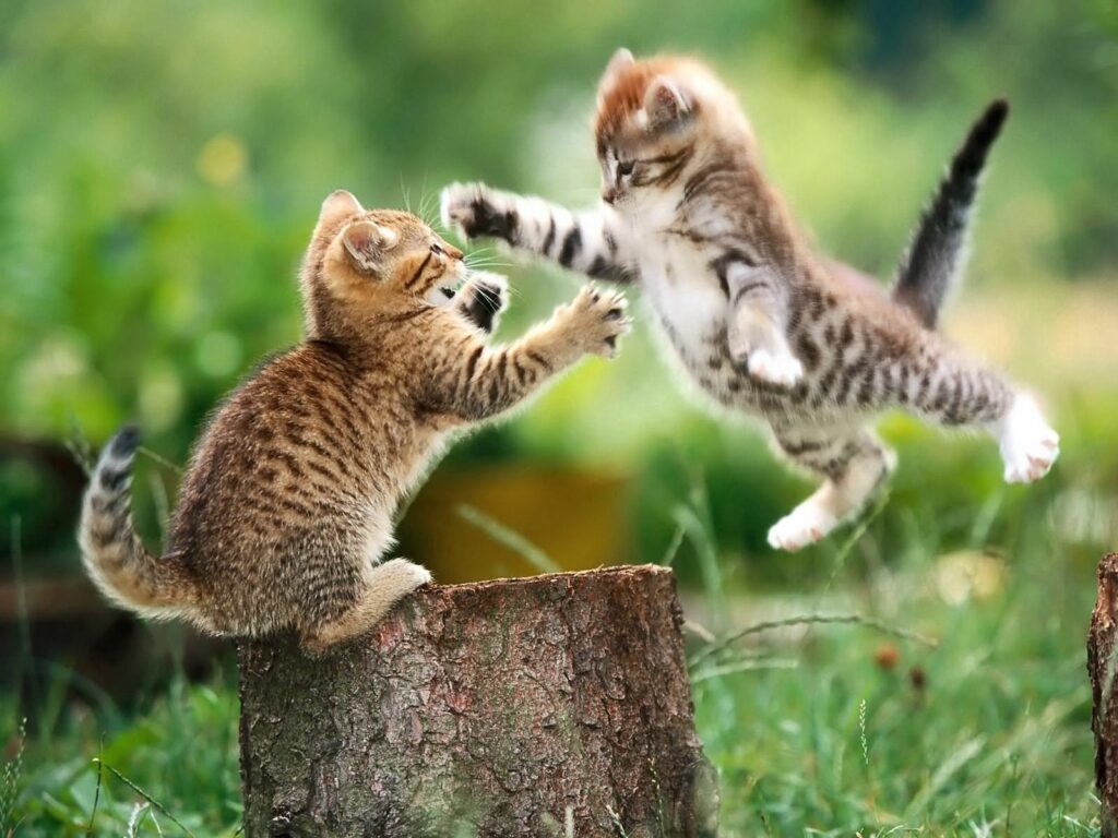 Playful Kittens Mock Fight on Grass - Adorable Wallpaper