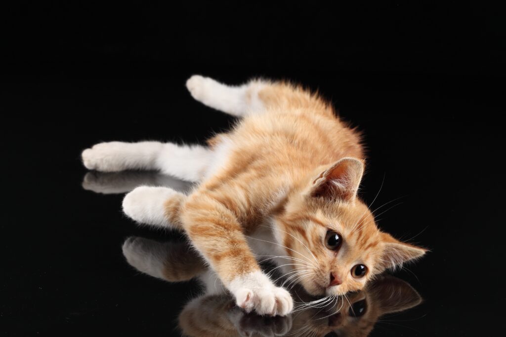 Adorable Kitten on Glossy Surface with Reflective Background Wallpaper