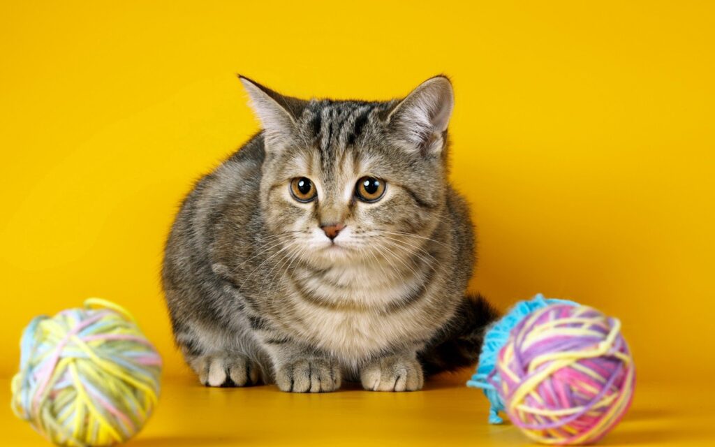 Adorable Kitten Among Colorful Yarn on Yellow Background Wallpaper