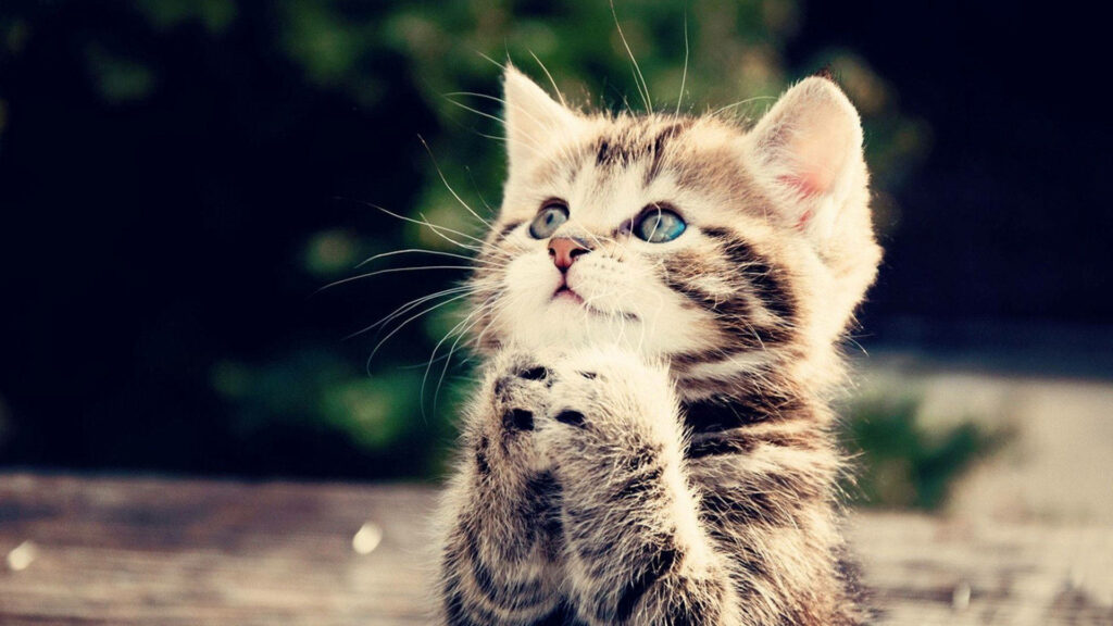 Adorable Kitten Praying Wallpaper: Cute & Heartwarming Background