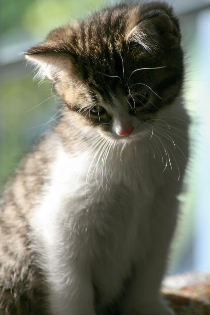 Adorable Kitten Wallpaper: Heartwarming Scene with Sad Expression