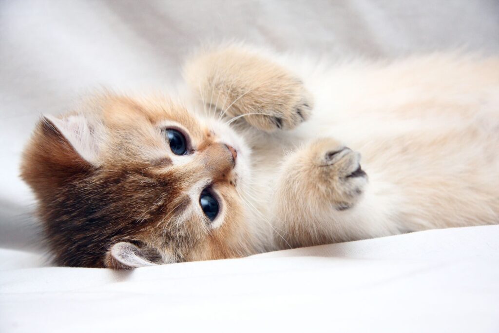Adorable Kitten Wallpaper: Soft Fur & Charming Expression