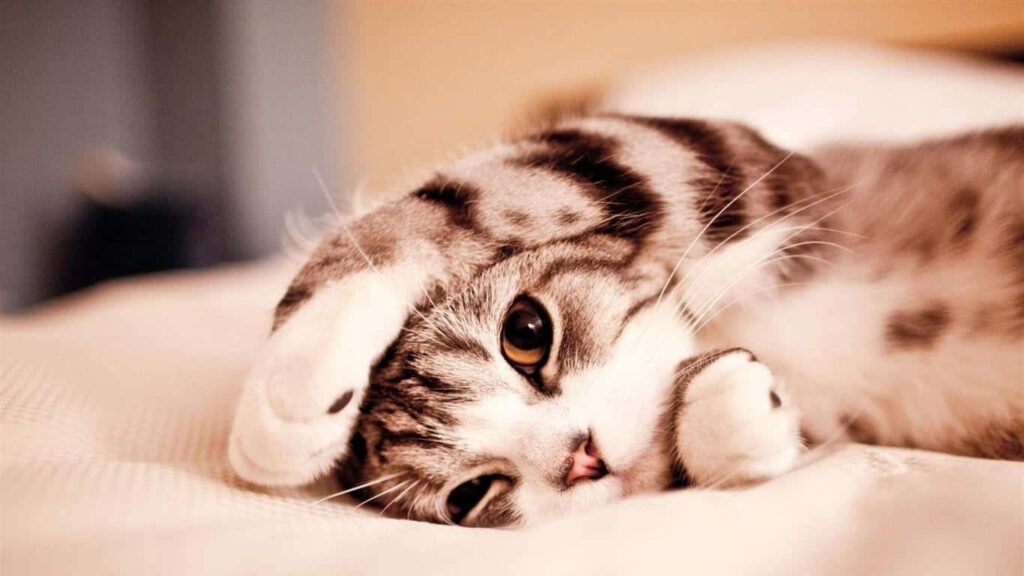 Adorable Striped Kitten Desktop Wallpaper for Animal Lovers