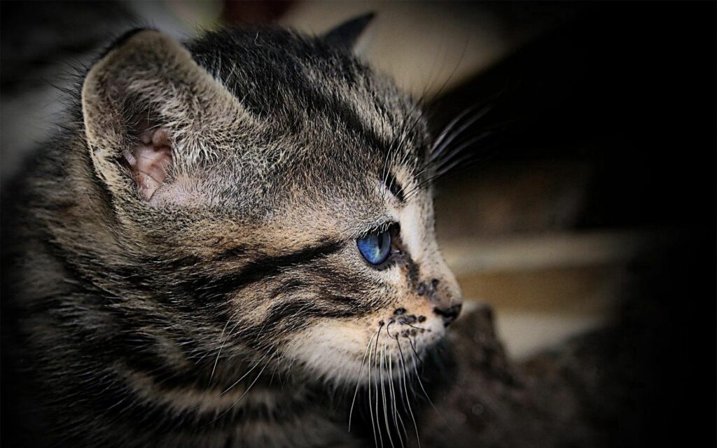 Charming Kitten Close-Up with Blue Eyes & Striped Fur Wallpaper