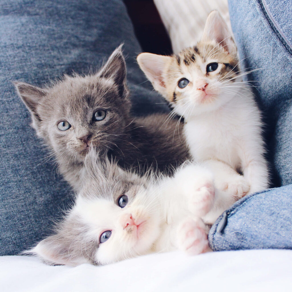Charming Kitten Wallpaper: Three Snuggled Kittens on Cozy Background