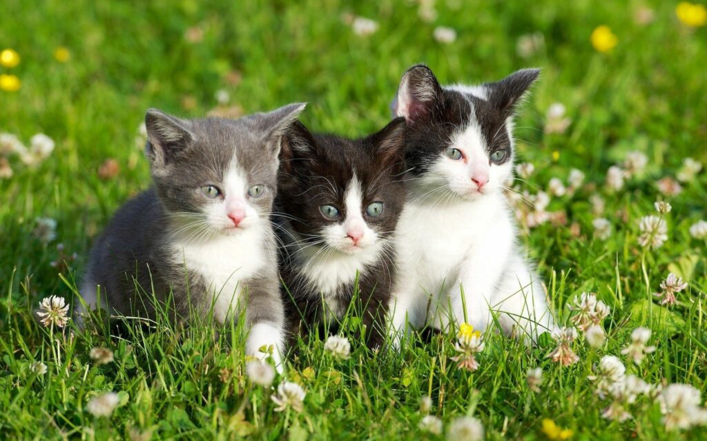 Adorable Kittens in Lush Green Field - Heartwarming Wallpaper