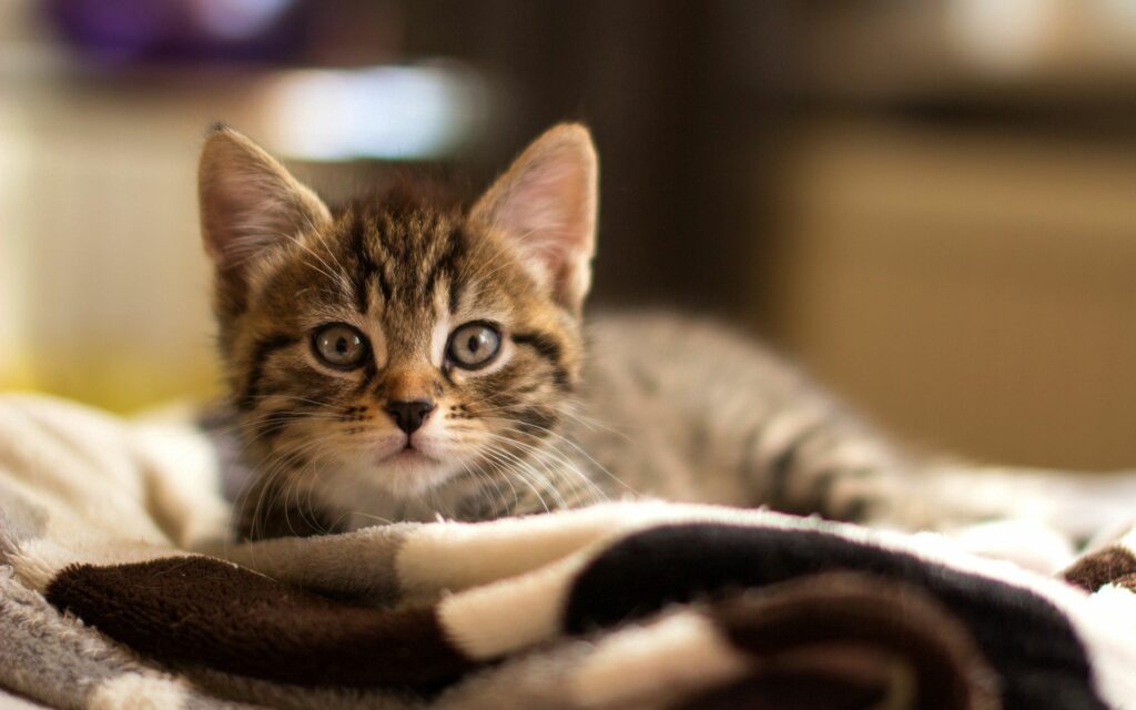 Adorable Kitten Wallpaper: Timid Eyes & Heartwarming Background