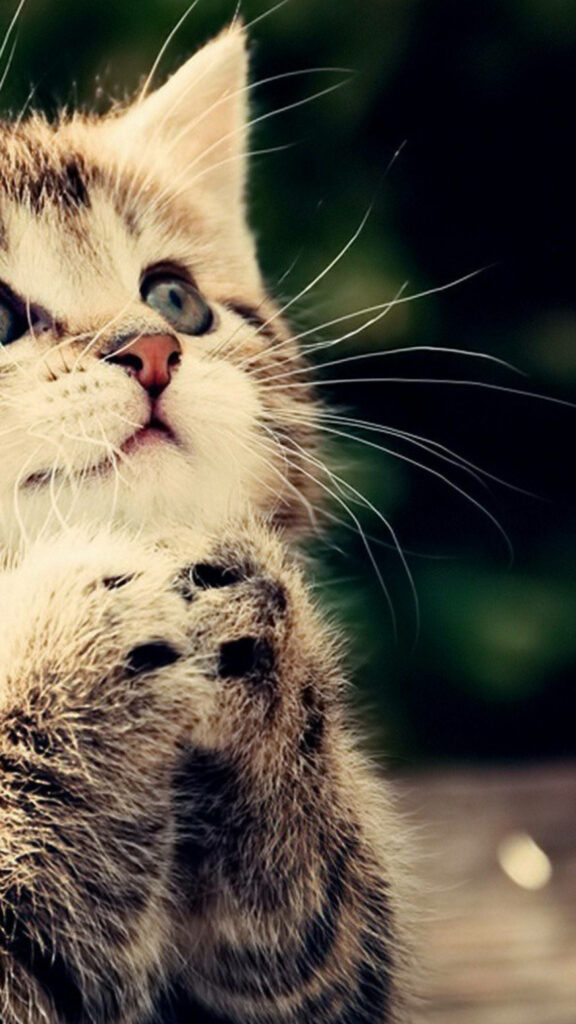 Adorable Kitten Wallpaper for Samsung Galaxy S7 Edge - Nature Background
