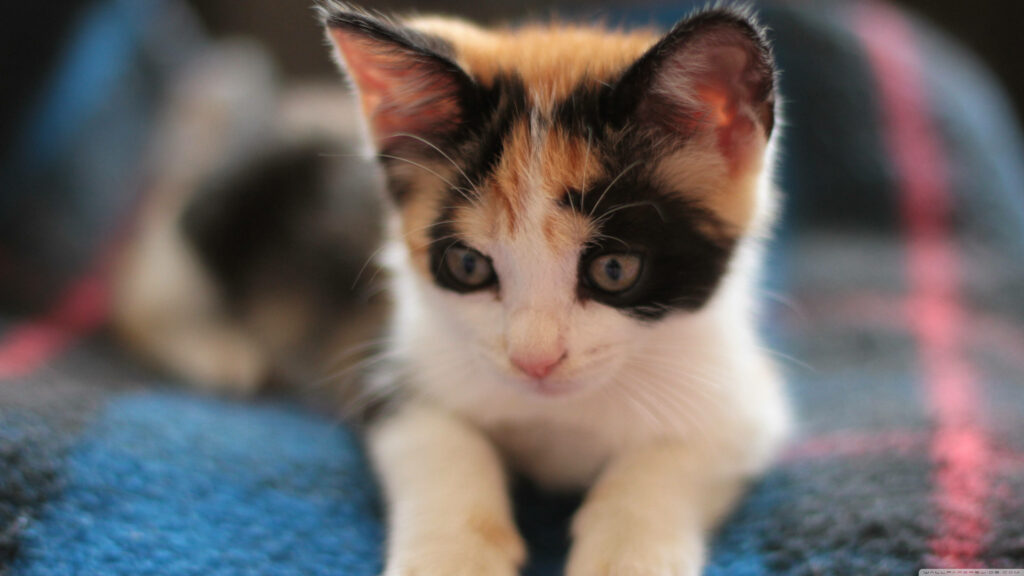 Adorable Kitten Wallpaper: Cozy Black, White, and Orange Fur Carpet