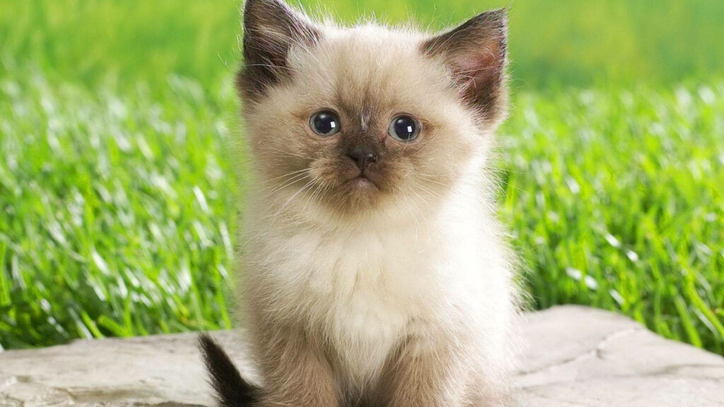 Charming Kitten on Stone with Lush Green Grass Background Wallpaper