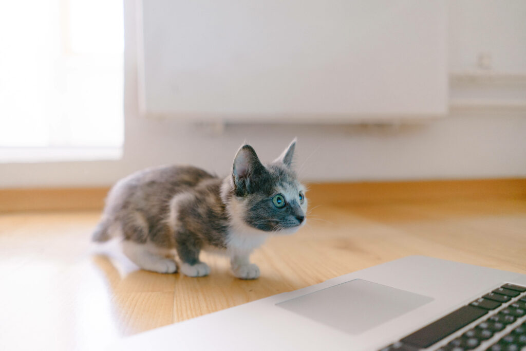 Adorable Kitten Watching Laptop in Sunlit Cozy Room Wallpaper