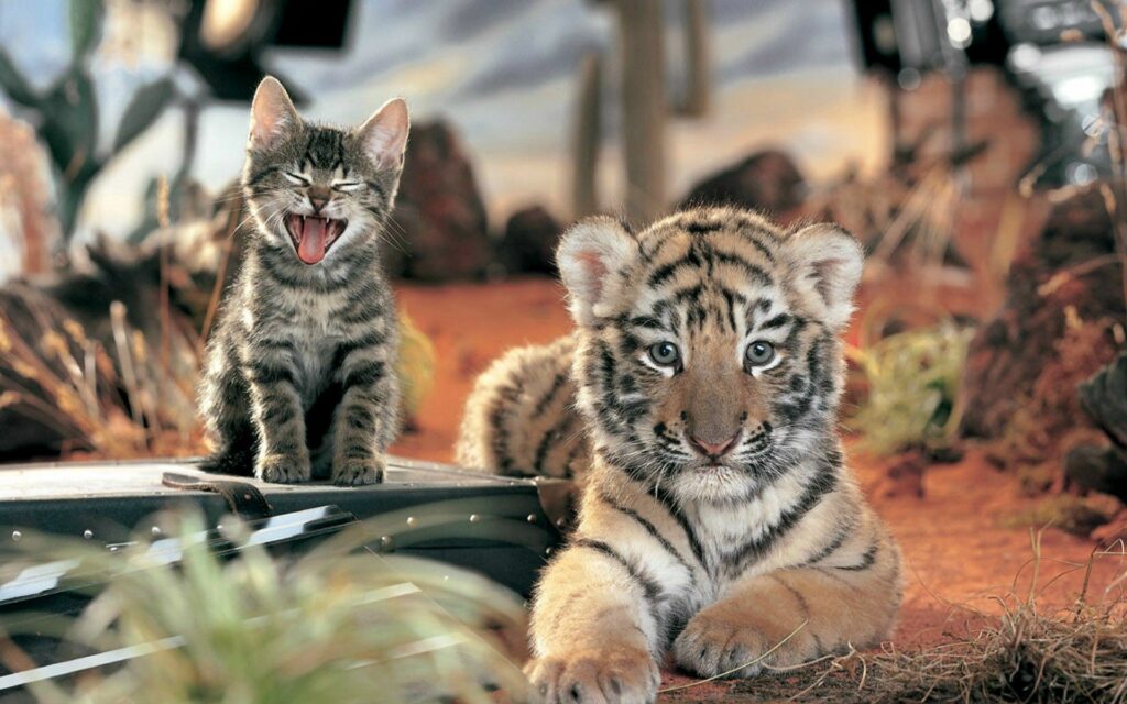 Adorable Kitten & Tiger Cub Wallpaper - Playful Feline Scene 1920x1200