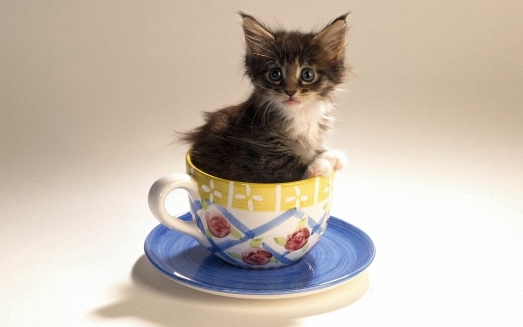 Adorable Fluffy Kitten in Decorative Teacup - Charming Wallpaper