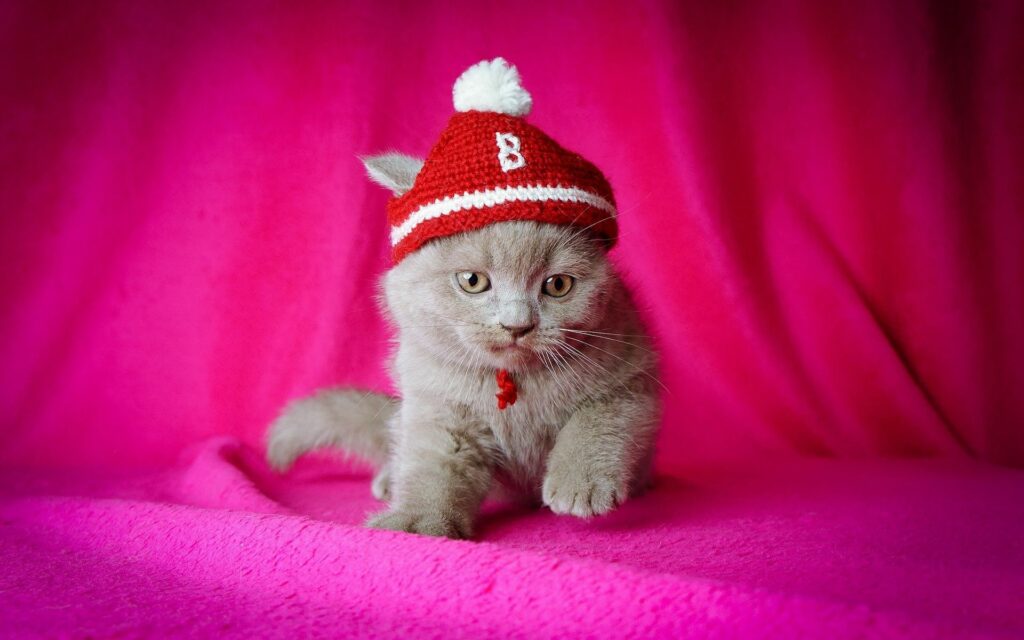 Adorable Kitten in Red Hat on Pink Backdrop - Cozy Scene Wallpaper