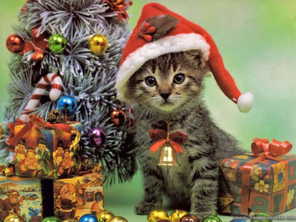 Adorable Kitten in Santa Hat by a Festive Christmas Tree Wallpaper