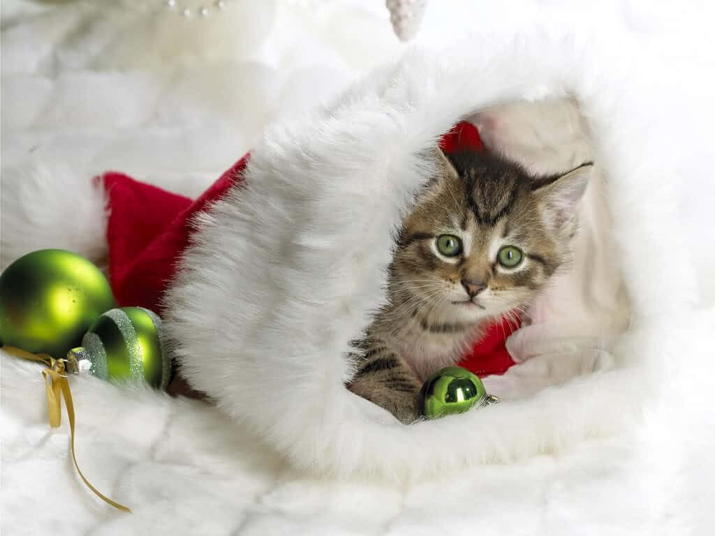 Adorable Kitten in Santa Hat: Festive Christmas Wallpaper Background