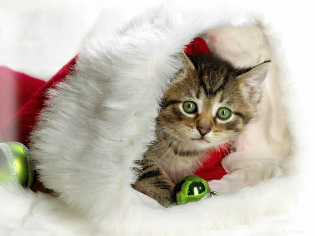 Festive Kitten in Santa Hat: Adorable Holiday Wallpaper Background