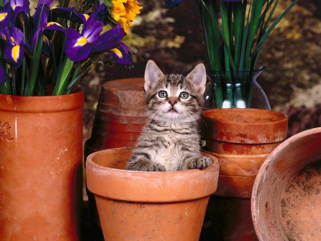 Adorable Kitten in Terracotta Pot Surrounded by Colorful Flowers Wallpaper