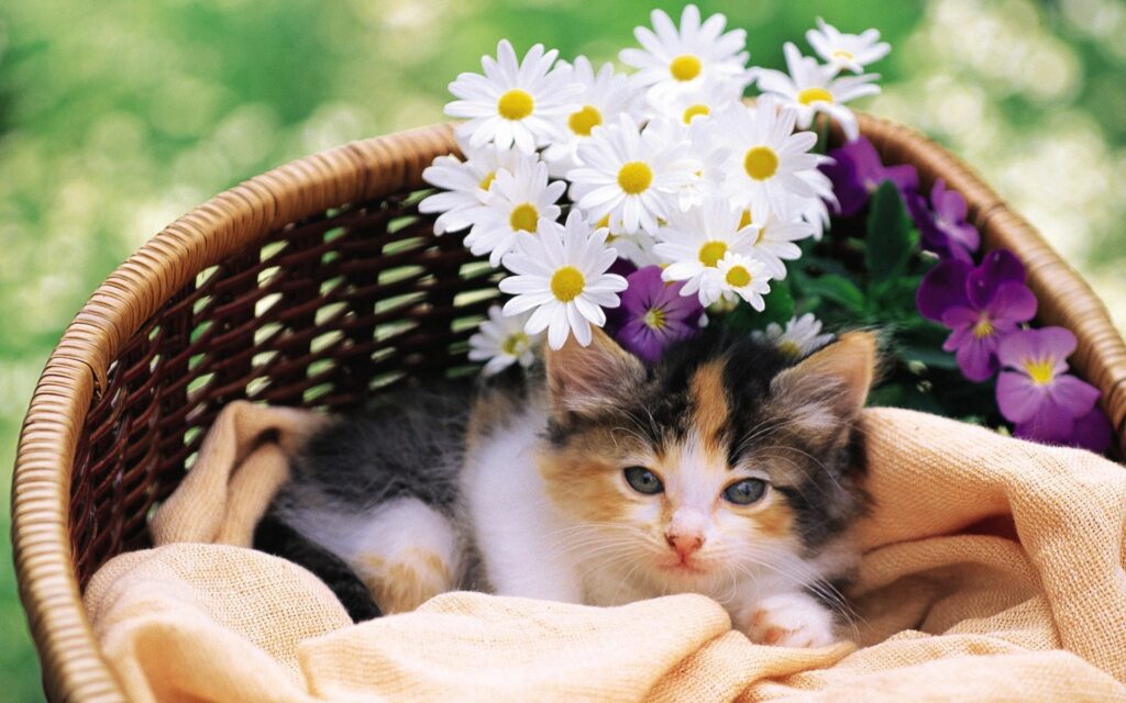 Fluffy Kitten in Wicker Basket Surrounded by Vibrant Flowers Wallpaper
