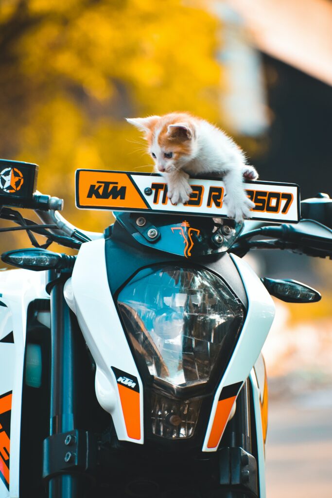 Adorable Kitten on KTM Motorcycle - Vibrant 4000x6000 Wallpaper