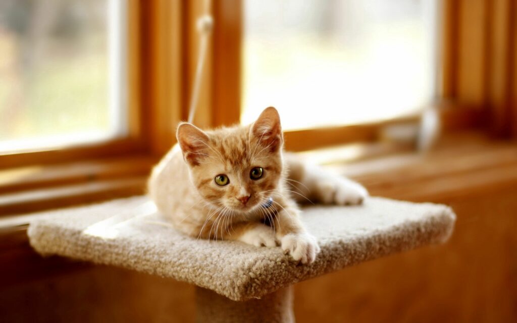 Adorable Kitten on Scratching Post: Cozy Cat Lover Wallpaper