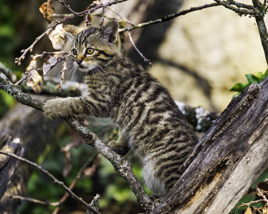 Playful Kitten on Tree Branch: Cute Nature Wallpaper Background