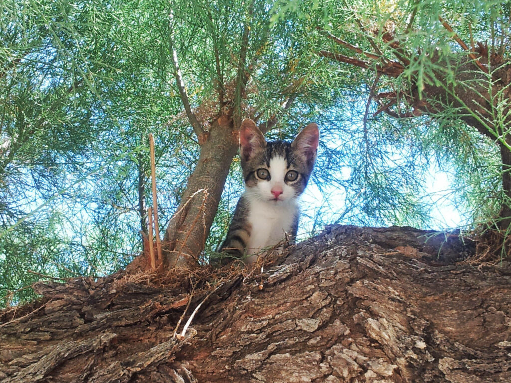Adorable Kitten on Tree - Natural Light Wallpaper Background