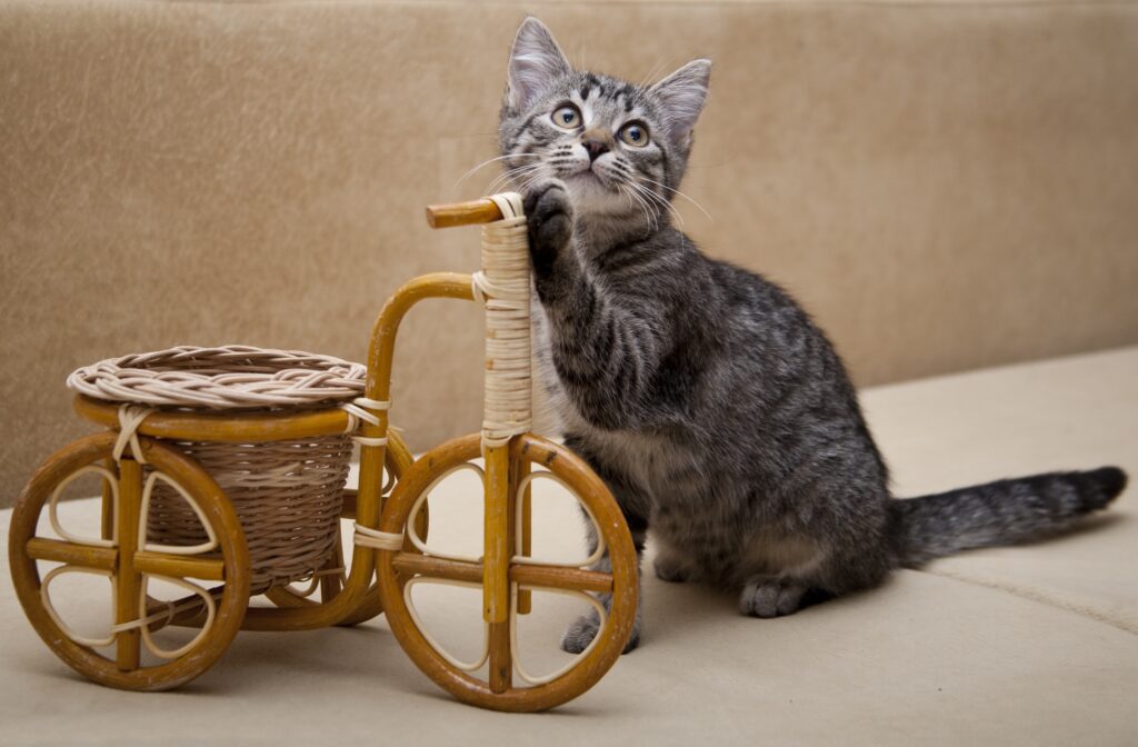 Adorable Kitten on Wicker Bicycle - Charming Wallpaper Background