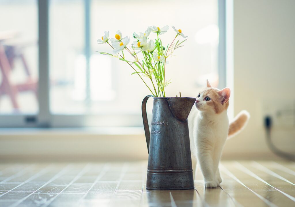 Adorable Kitten with Rustic Vase & White Flowers on Parquet Floor Wallpaper