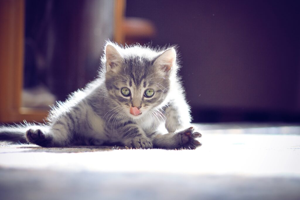 Cute Kitten with Tongue Out: Adorable Playful Moment in Soft Light Wallpaper