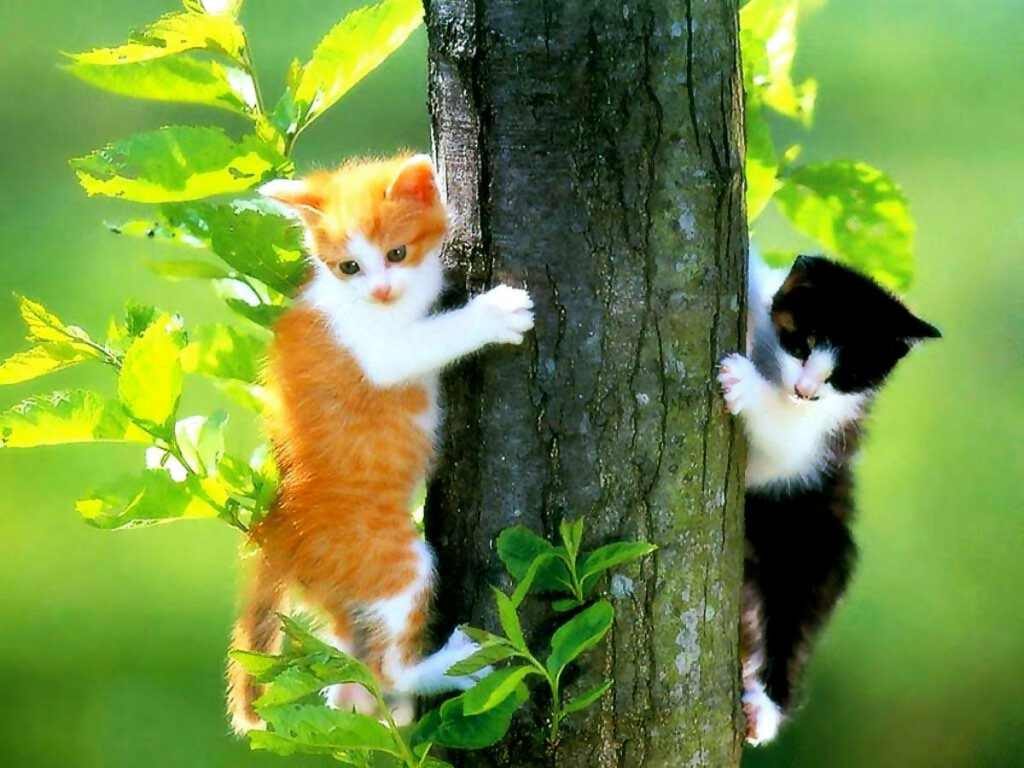Adorable Ginger & Black Kittens Climbing a Tree - Vibrant Wallpaper