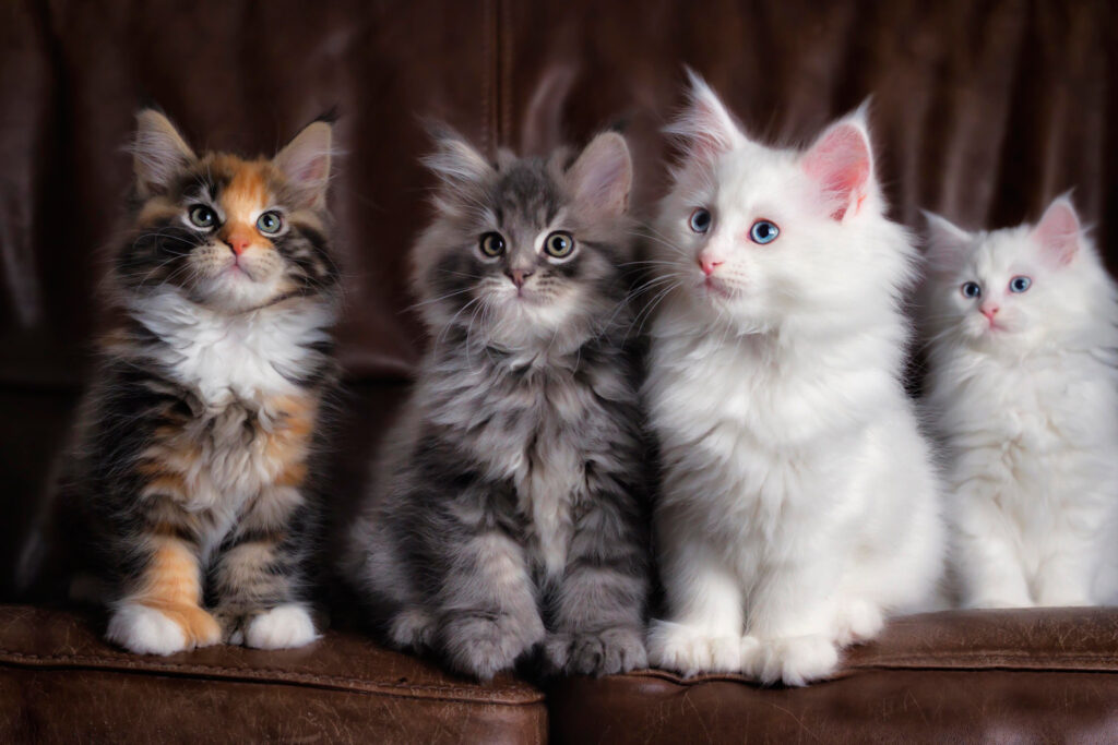 Adorable Fluffy Kittens on Couch: Colorful Cat Lover's Background Wallpaper
