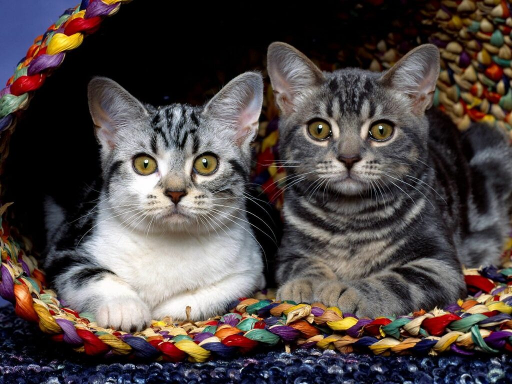 Adorable Kittens Snuggling on Colorful Woven Fabric Wallpaper