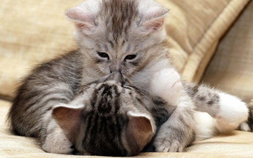 Adorable Kittens Cuddling: Heartwarming Wallpaper for Animal Lovers