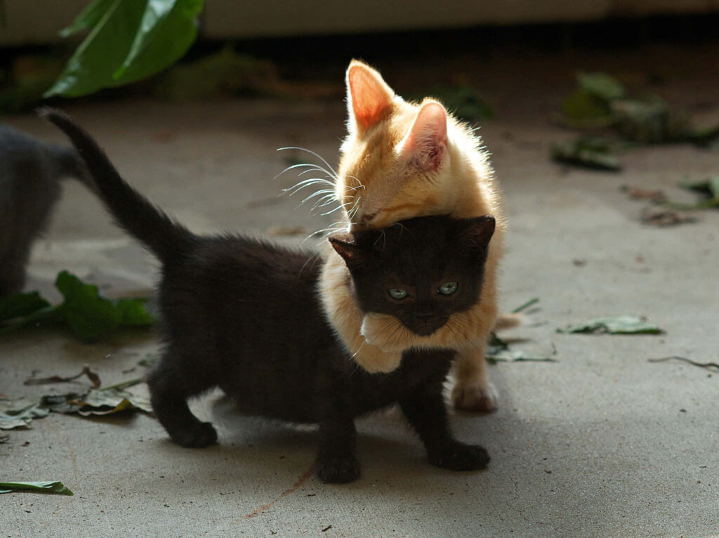 Playful Kittens Cuddling: Adorable Together Forever Wallpaper