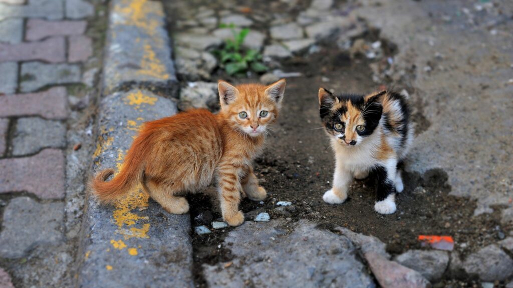 Charming Urban Kittens: Striped and Spotted on Cobblestone Path Wallpaper