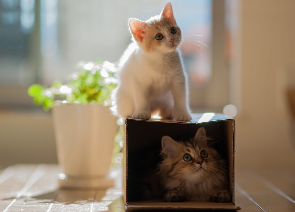 Playful Kittens Exploring Cardboard Box Indoors with Greenery Wallpaper