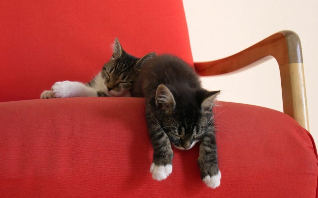 Cozy Kittens on a Red Chair - Serene Wallpaper Background