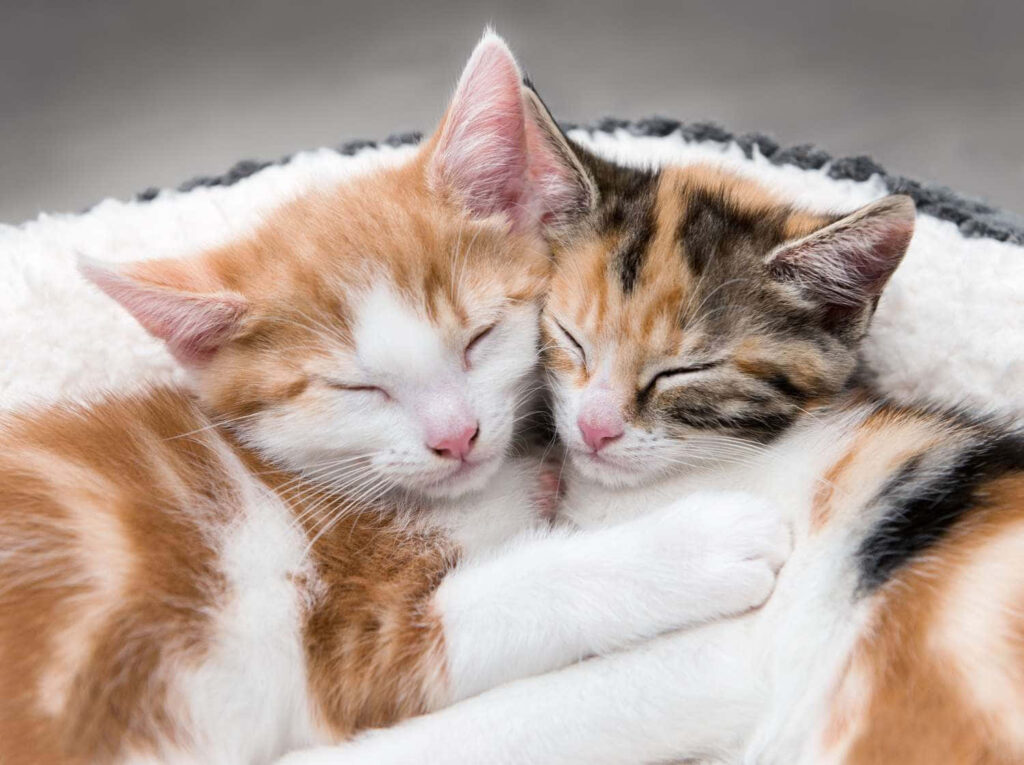 Adorable Kittens Sleeping Together - Warm Cat Lover Wallpaper