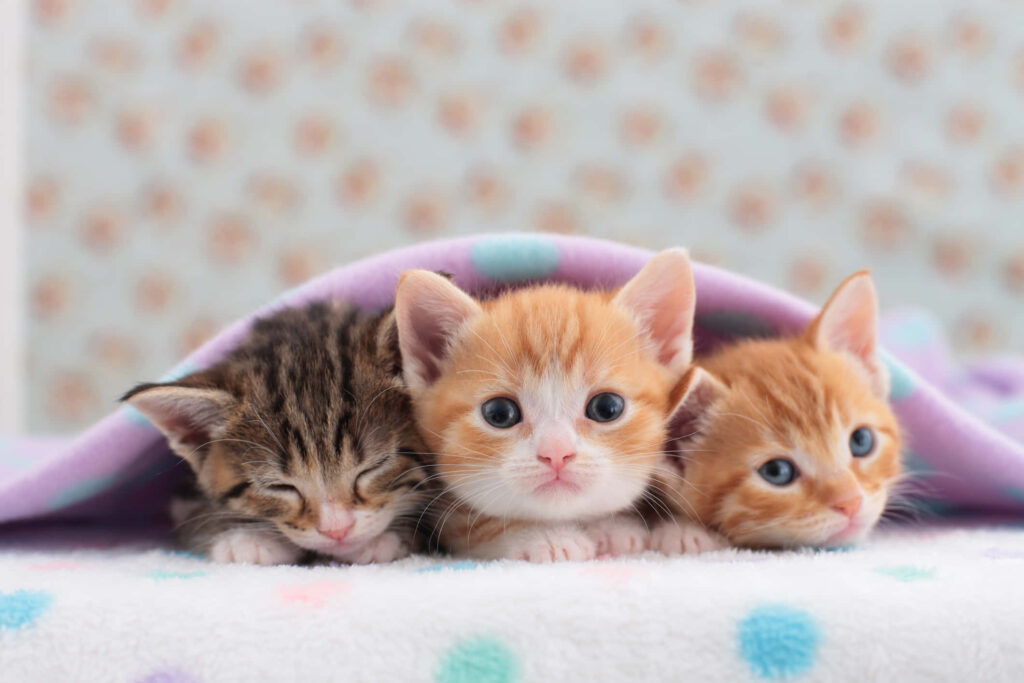 Charming Kittens Snuggled in Colorful Blanket - Adorable Animal Wallpaper