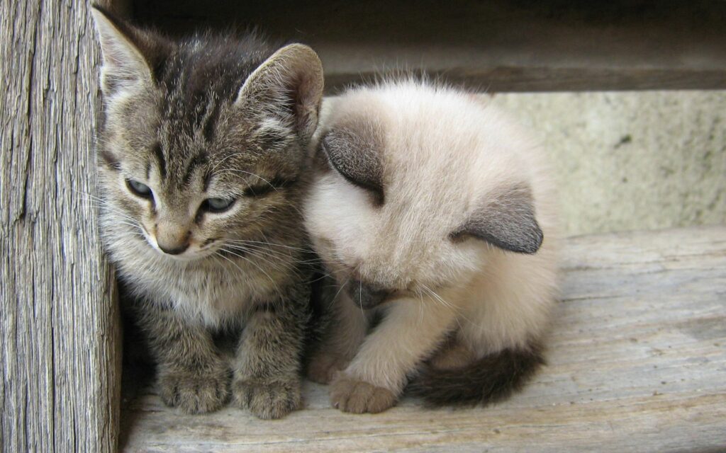 Adorable Kittens Snuggling on Rustic Wooden Background Wallpaper